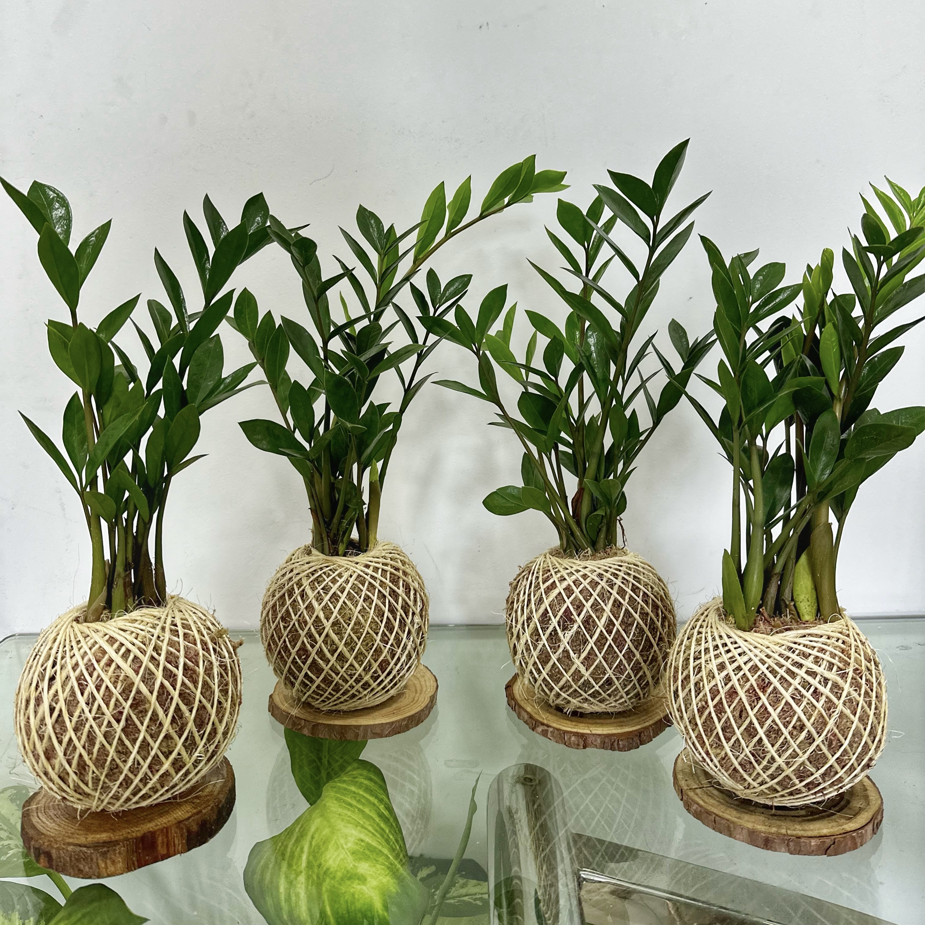 kokedama-imagem